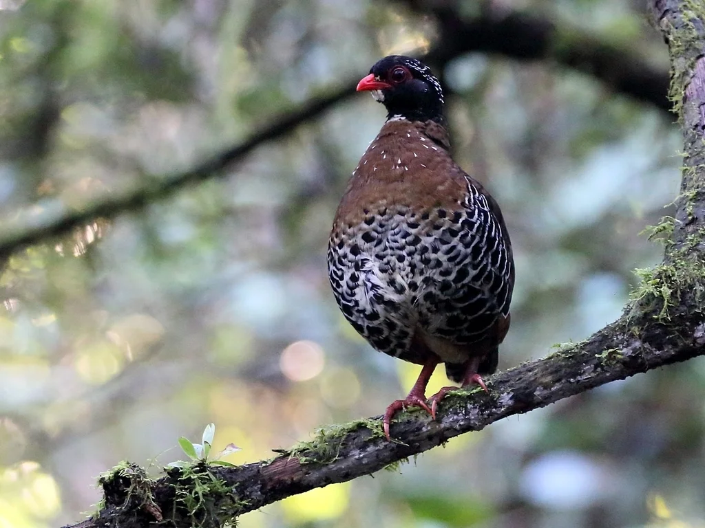 红嘴山鹧鸪(Arborophila rubrirostris)