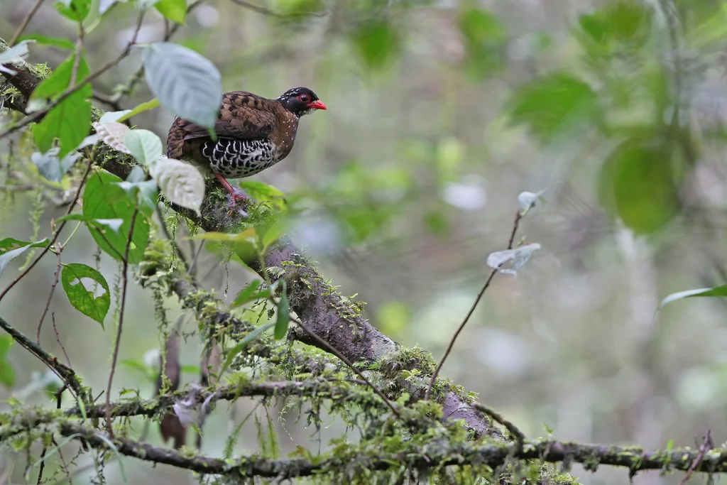 红嘴山鹧鸪(Arborophila rubrirostris)