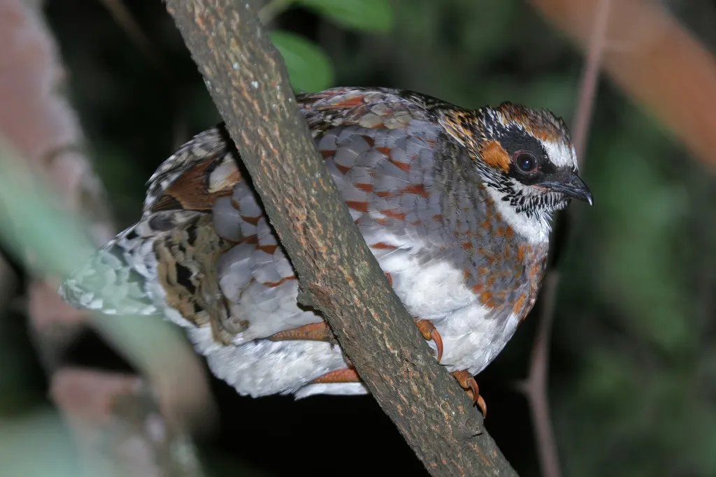 四川山鹧鸪（Arborophila rufipectus）