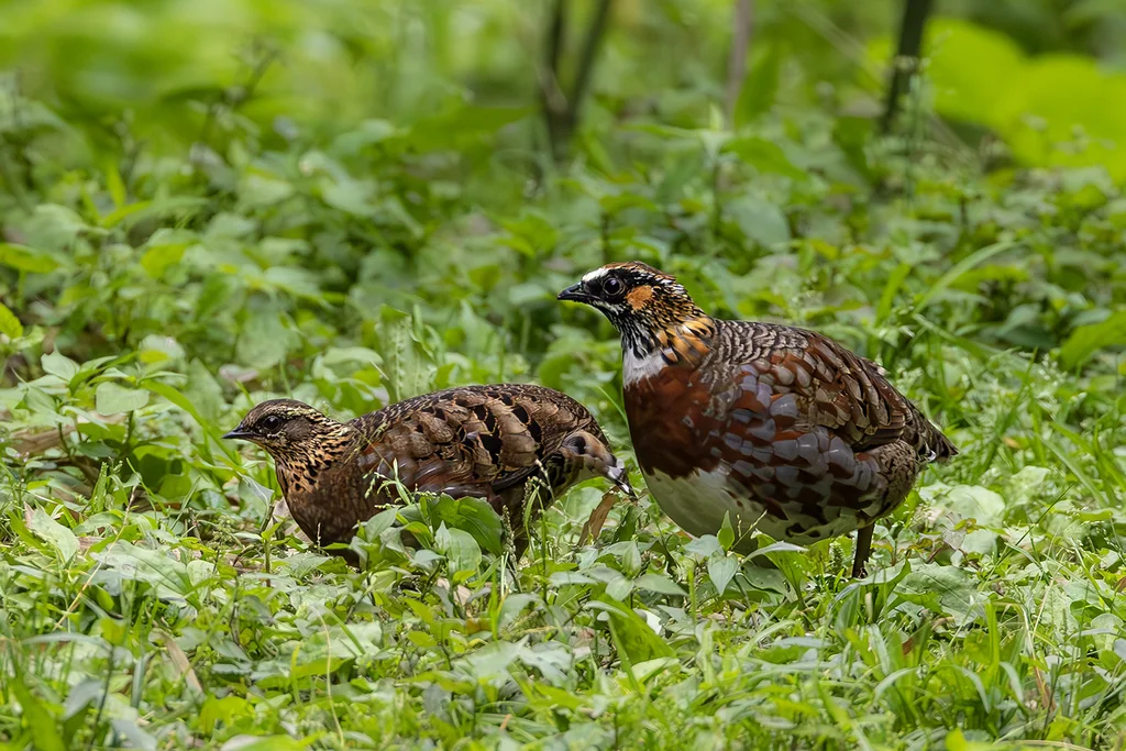 四川山鹧鸪（Arborophila rufipectus）