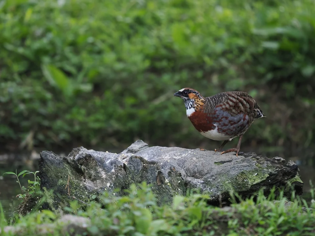 四川山鹧鸪（Arborophila rufipectus）