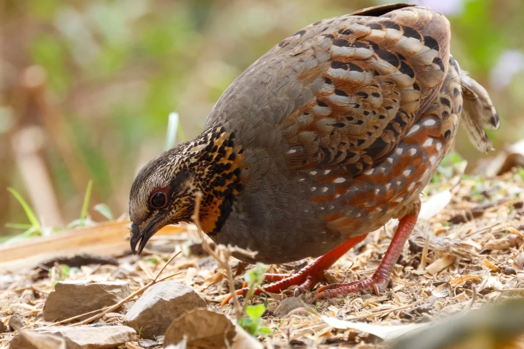 红喉山鹧鸪(Arborophila rufogularis)