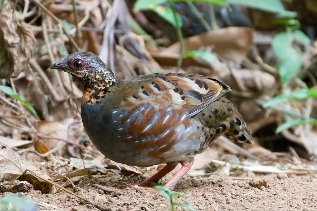 红喉山鹧鸪(Arborophila rufogularis)