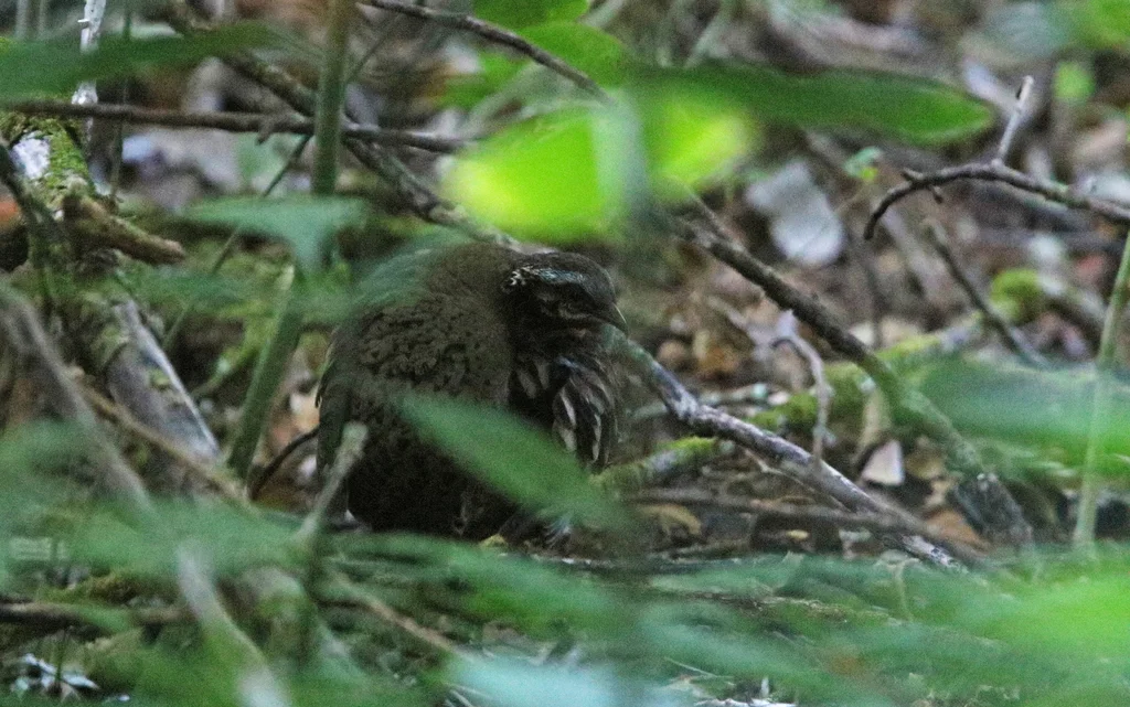 红喉山鹧鸪(Arborophila rufogularis)