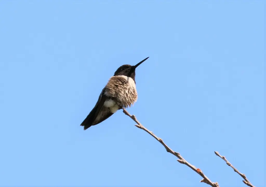 黑颏北蜂鸟(Archilochus alexandri)
