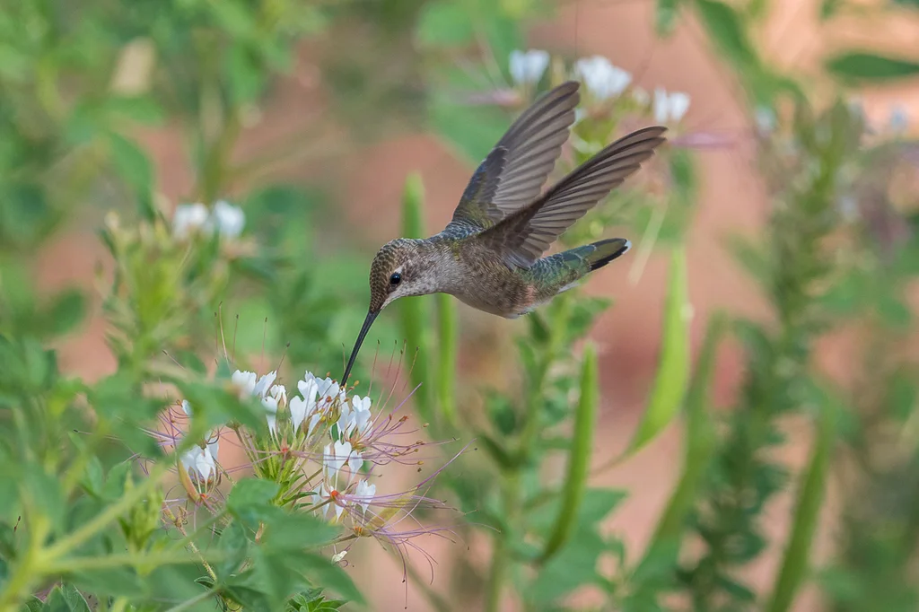 黑颏北蜂鸟(Archilochus alexandri)