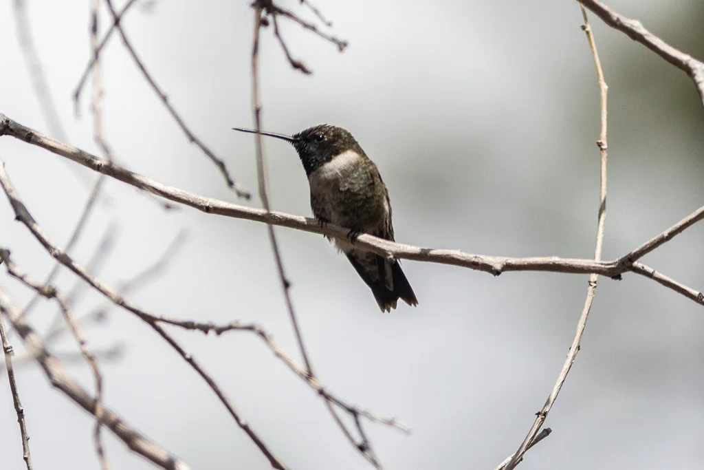 黑颏北蜂鸟(Archilochus alexandri)
