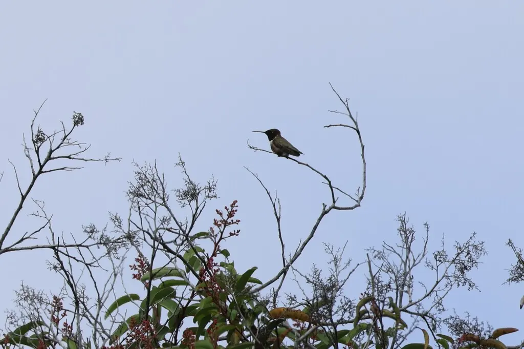 黑颏北蜂鸟(Archilochus alexandri)