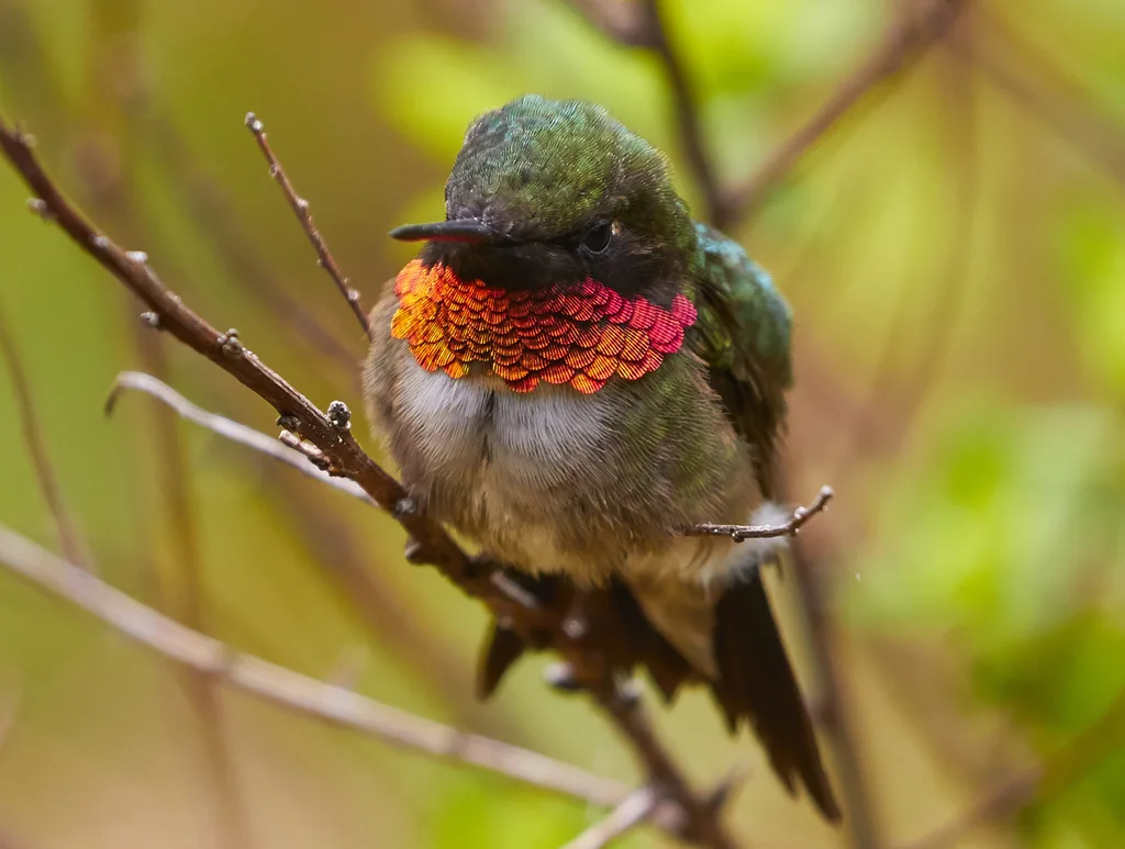 红喉北蜂鸟(Archilochus colubris)