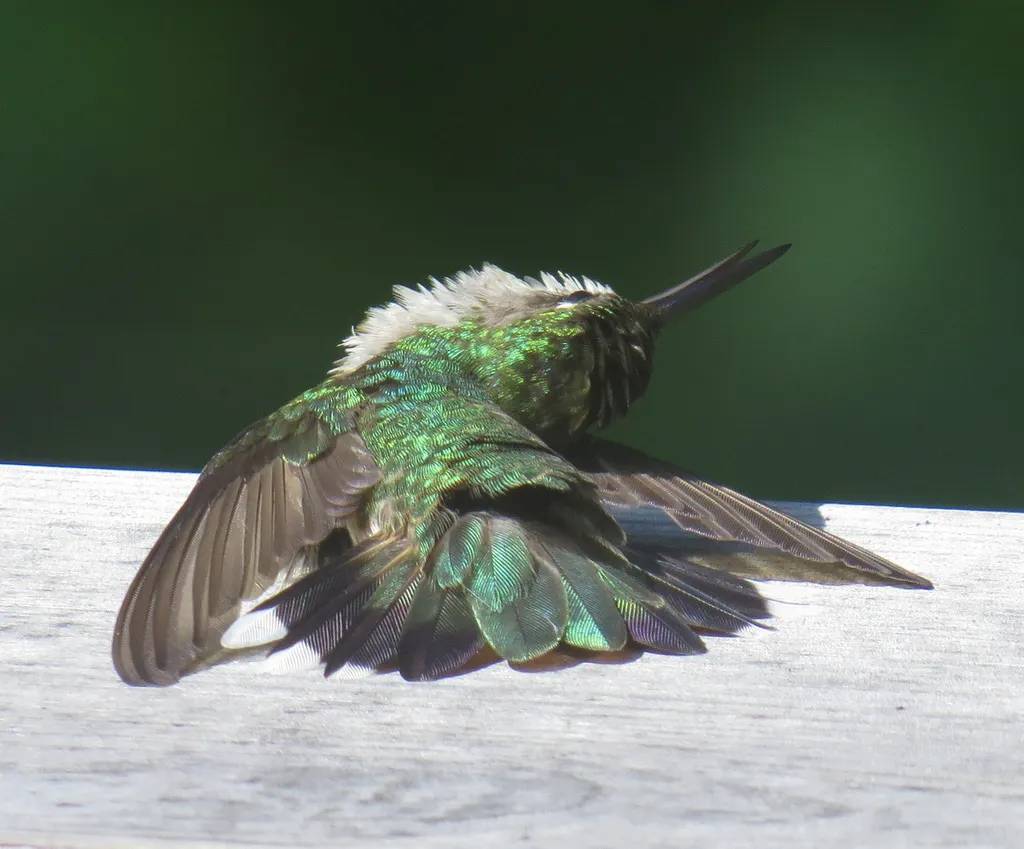 红喉北蜂鸟(Archilochus colubris)
