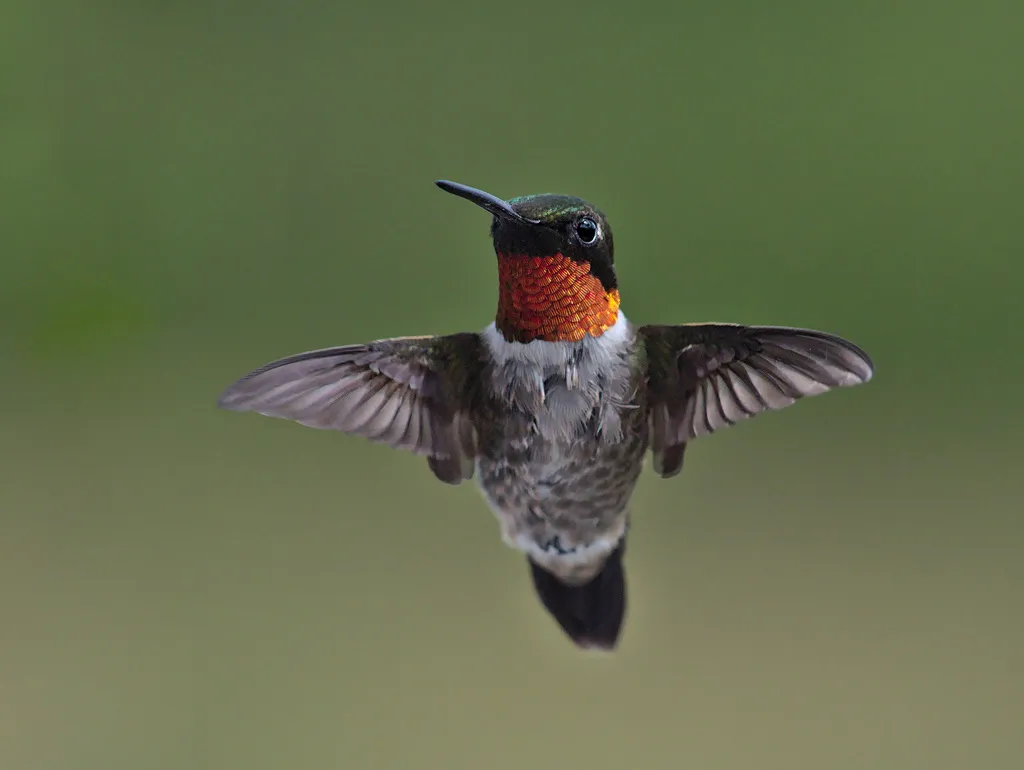 红喉北蜂鸟(Archilochus colubris)