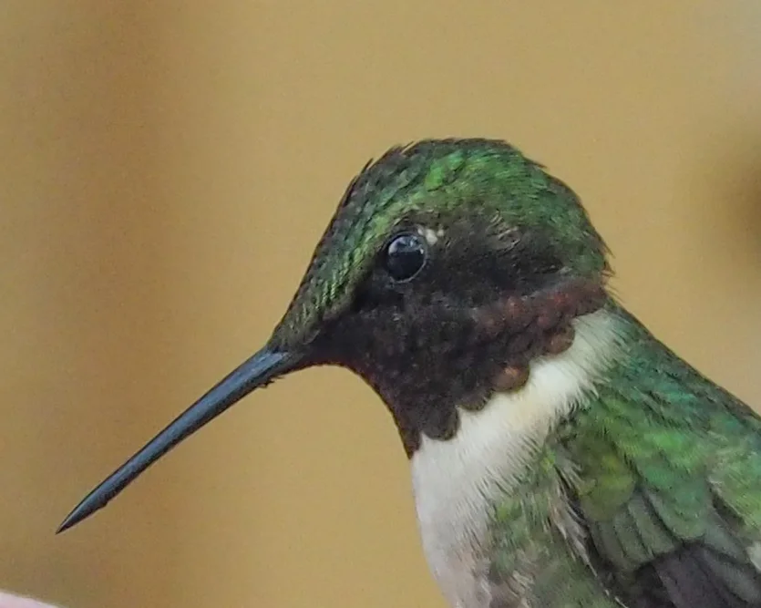红喉北蜂鸟(Archilochus colubris)