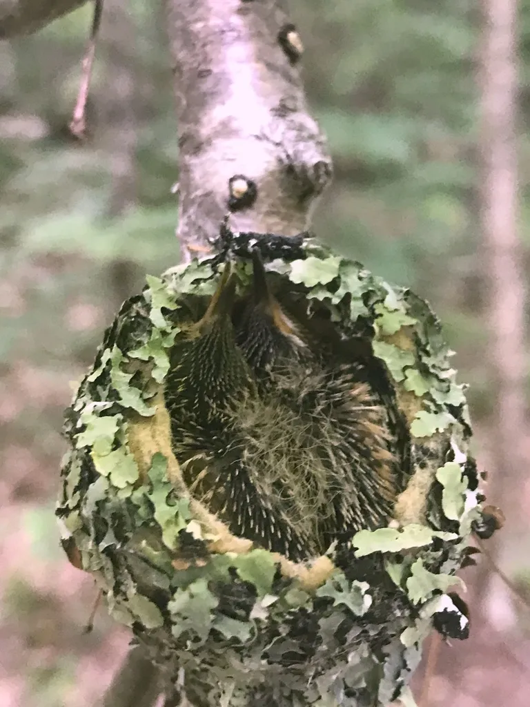红喉北蜂鸟(Archilochus colubris)
