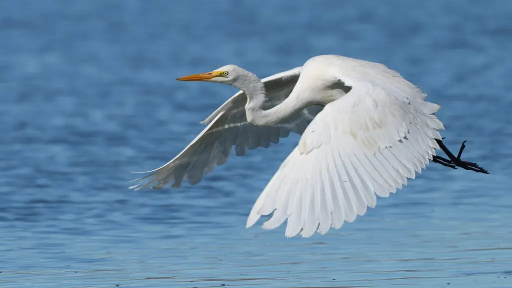 大白鹭(Ardea alba)