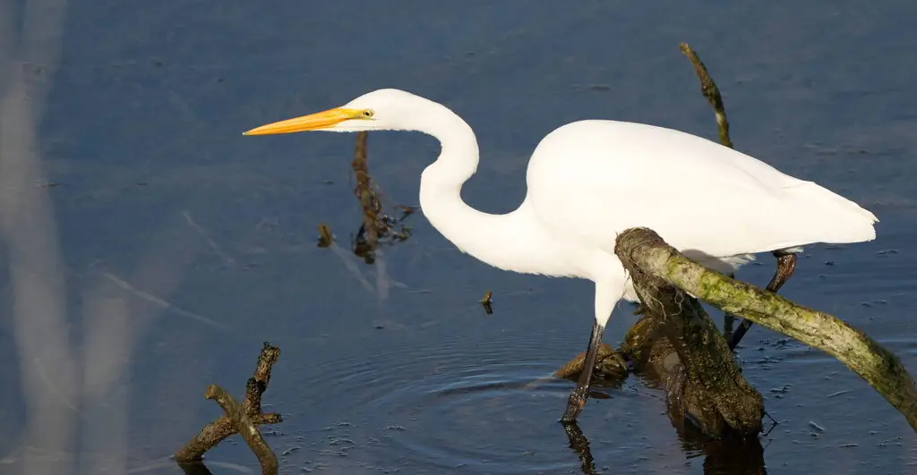 大白鹭(Ardea alba)