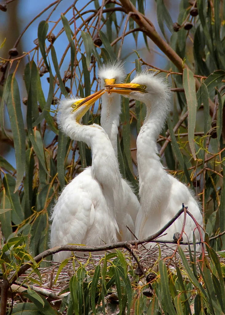 大白鹭(Ardea alba)