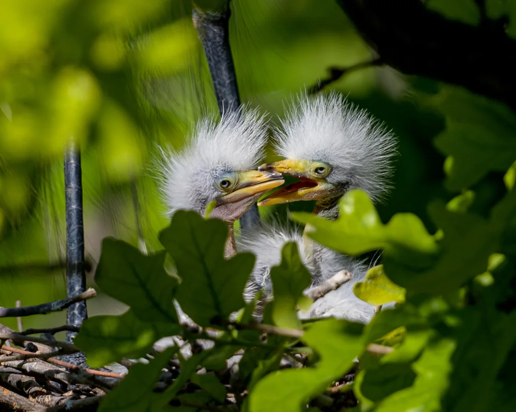 大白鹭(Ardea alba)