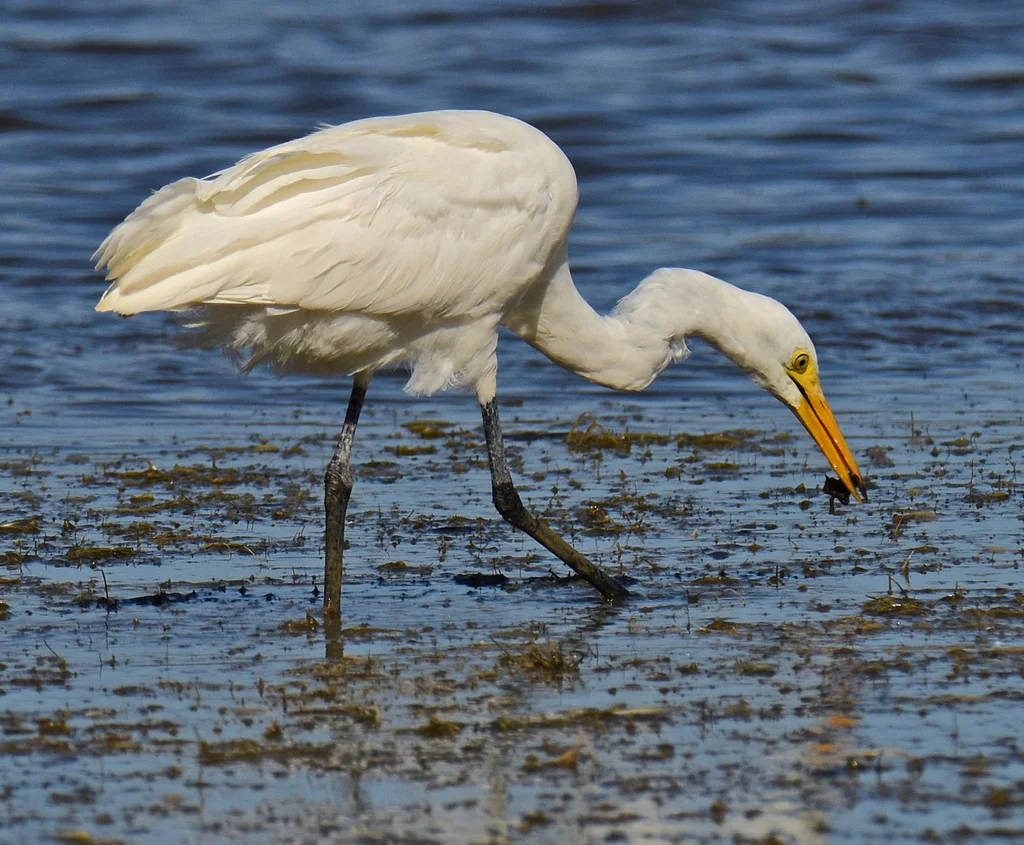 非洲中白鹭(Ardea brachyrhyncha)