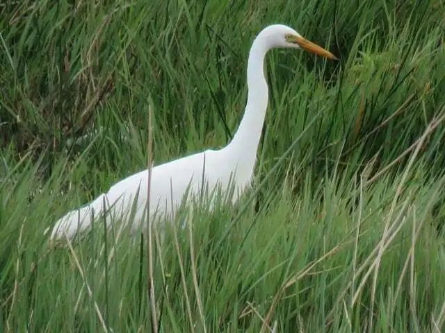 非洲中白鹭(Ardea brachyrhyncha)