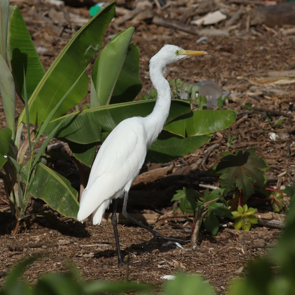 非洲中白鹭(Ardea brachyrhyncha)