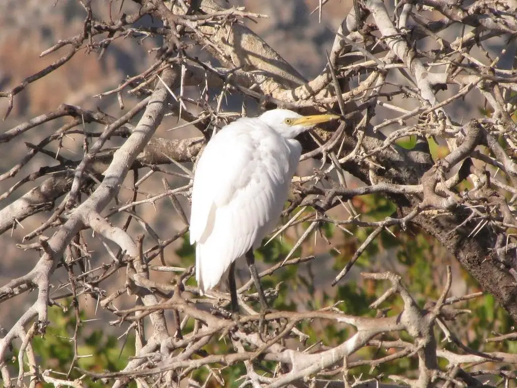 非洲中白鹭(Ardea brachyrhyncha)