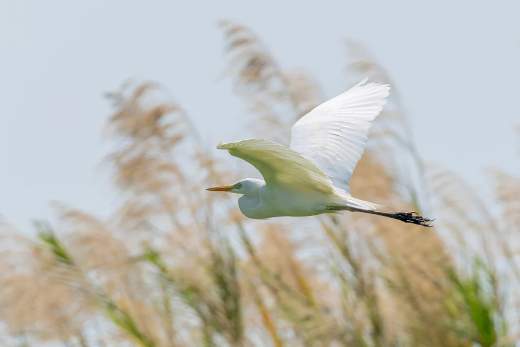 非洲中白鹭(Ardea brachyrhyncha)
