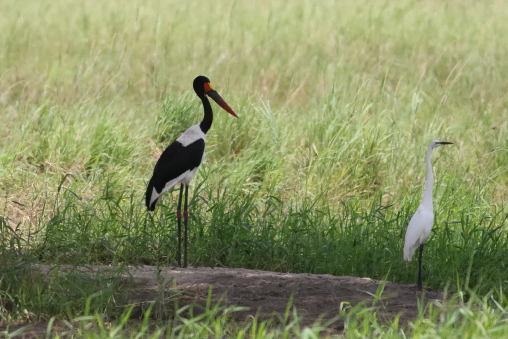 非洲中白鹭(Ardea brachyrhyncha)