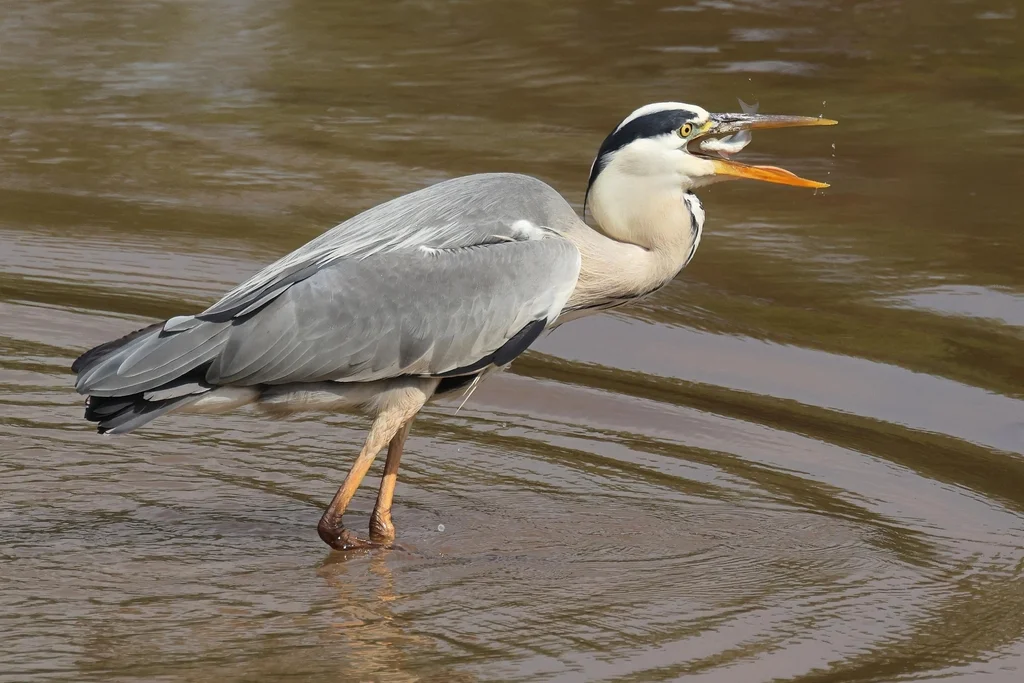 苍鹭(Ardea cinerea)