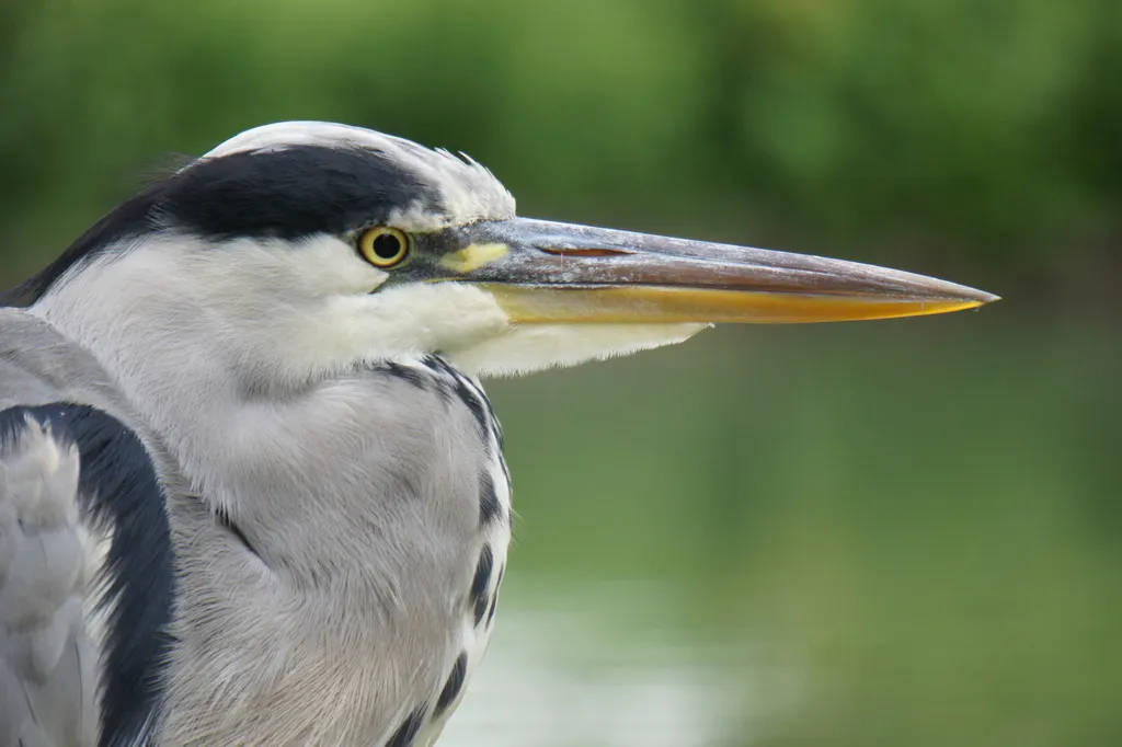 苍鹭(Ardea cinerea)