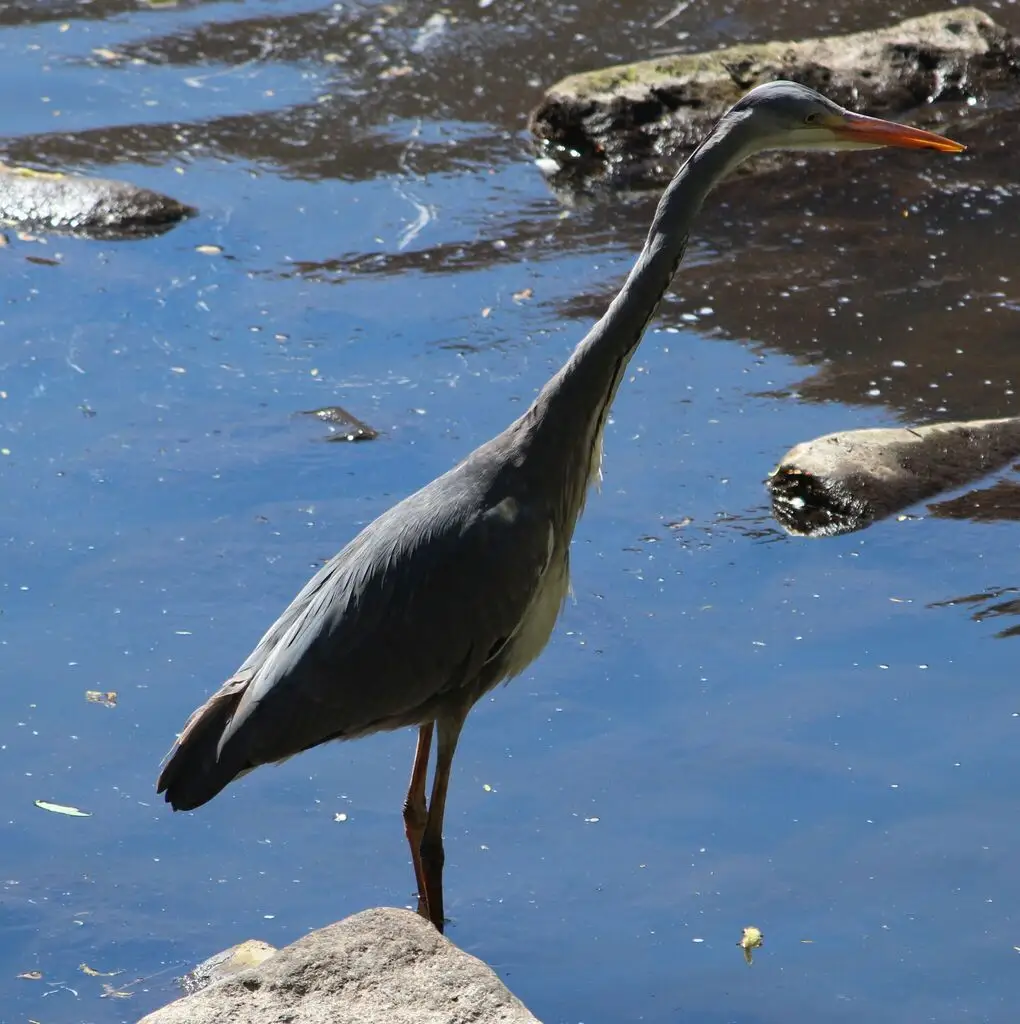 苍鹭(Ardea cinerea)