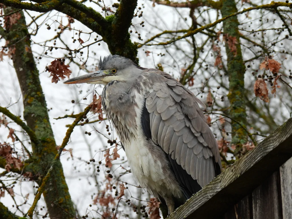 苍鹭(Ardea cinerea)