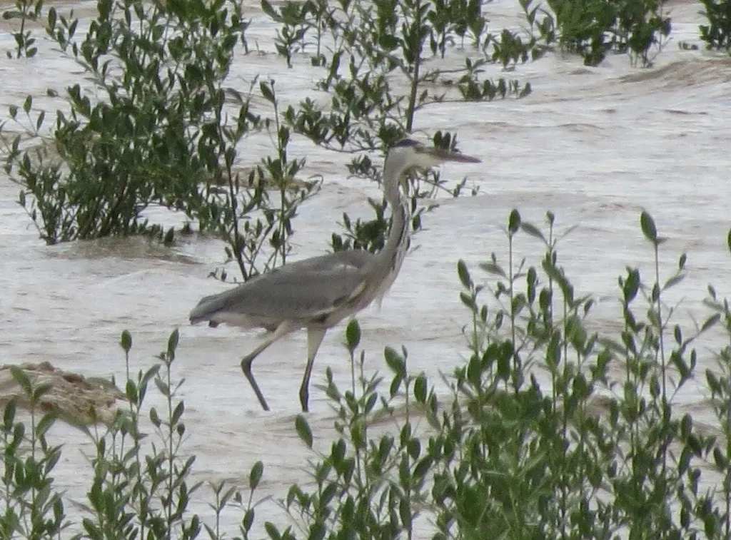 苍鹭(Ardea cinerea)