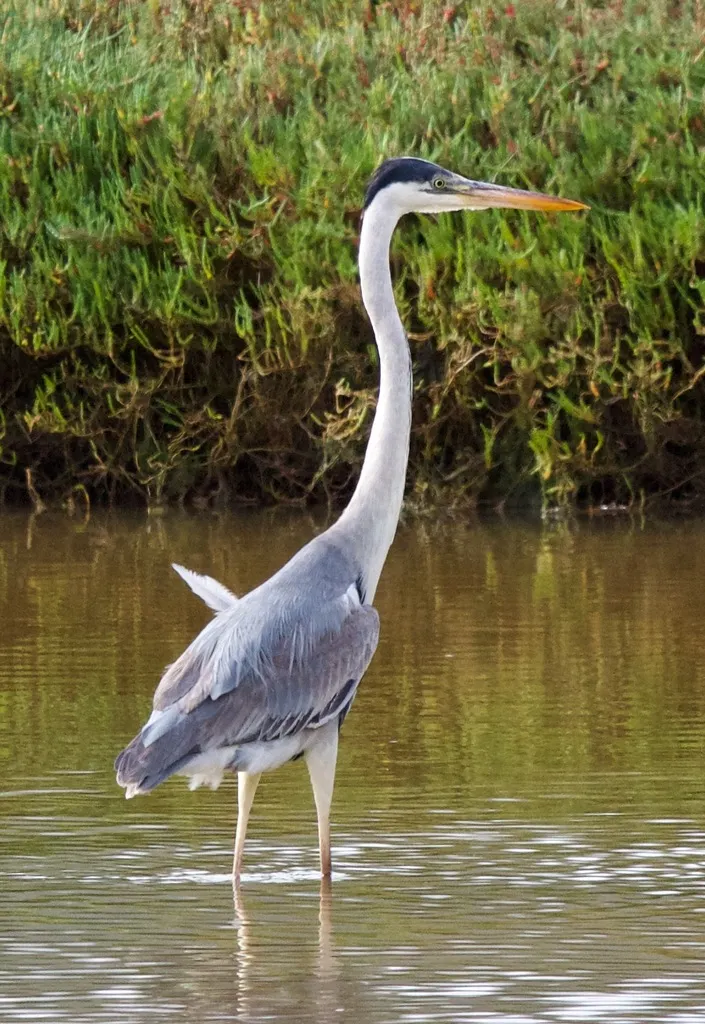 黑冠白颈鹭(Ardea cocoi)