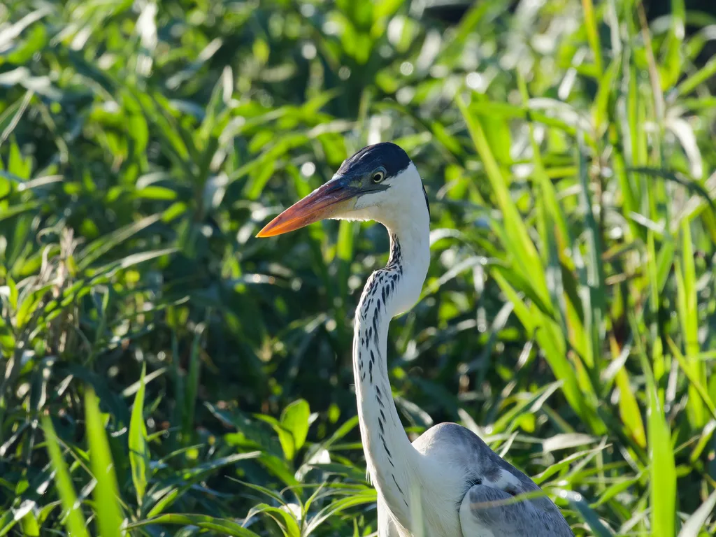 黑冠白颈鹭(Ardea cocoi)