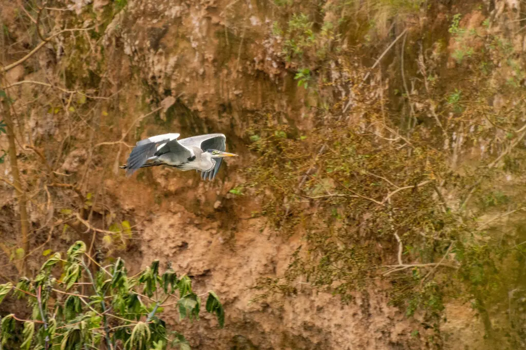 黑冠白颈鹭(Ardea cocoi)