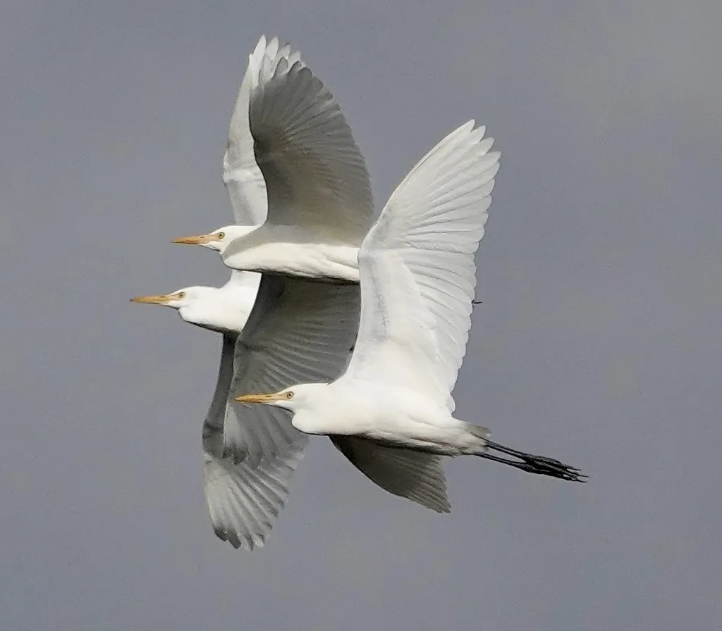 牛背鹭(Ardea coromanda)