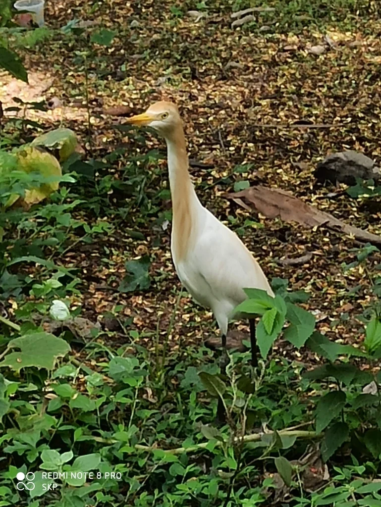 牛背鹭(Ardea coromanda)