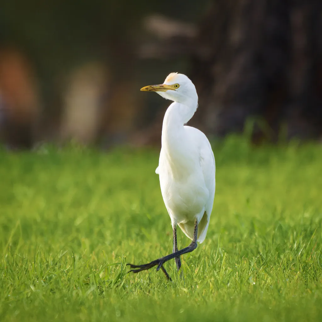 牛背鹭(Ardea coromanda)