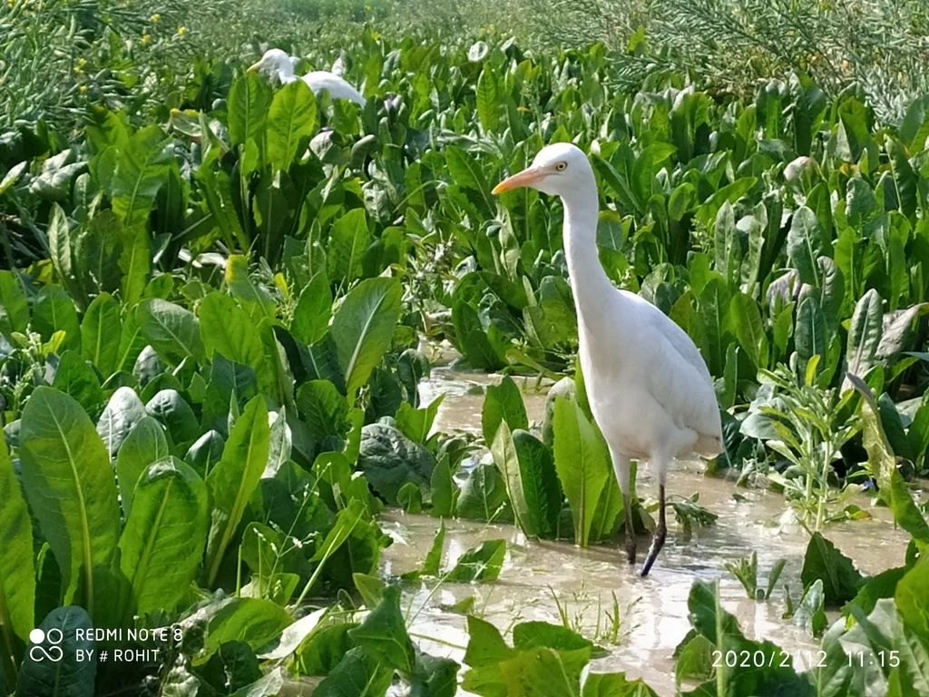 牛背鹭(Ardea coromanda)