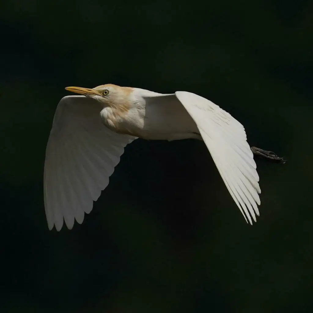 牛背鹭(Ardea coromanda)