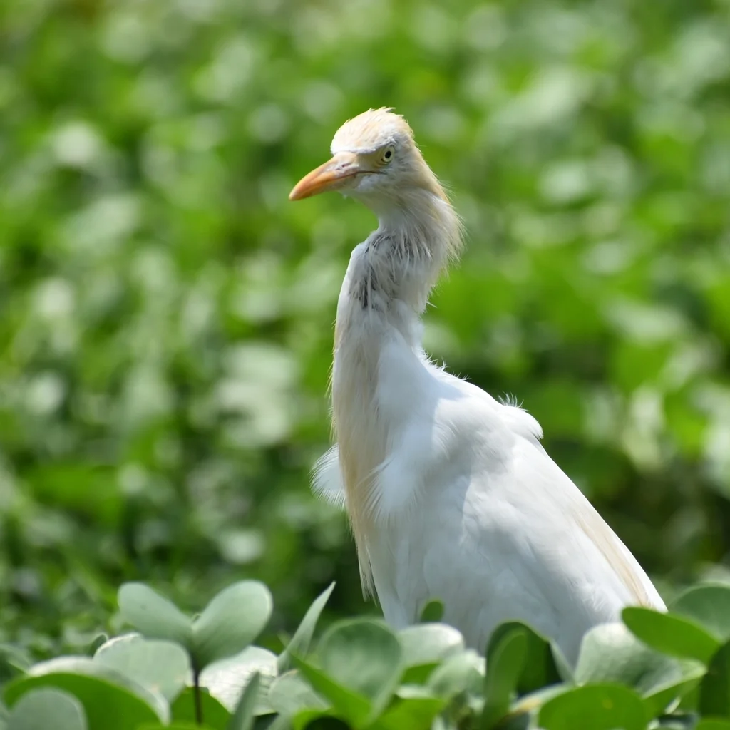 牛背鹭(Ardea coromanda)