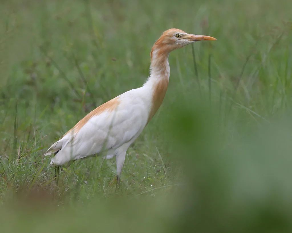 牛背鹭(Ardea coromanda)