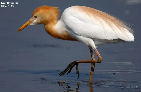 牛背鹭(Ardea coromanda)