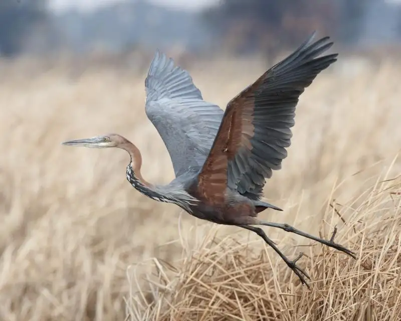巨鹭(Ardea goliath)
