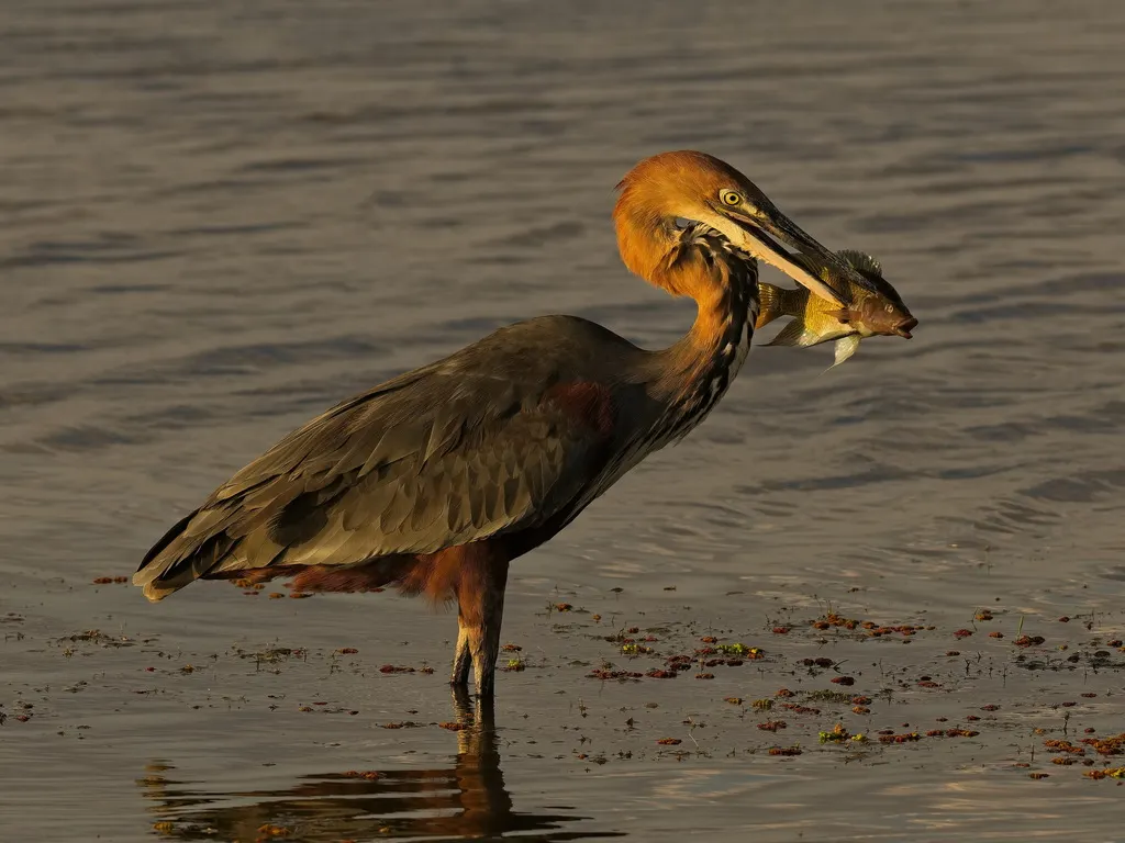 巨鹭(Ardea goliath)