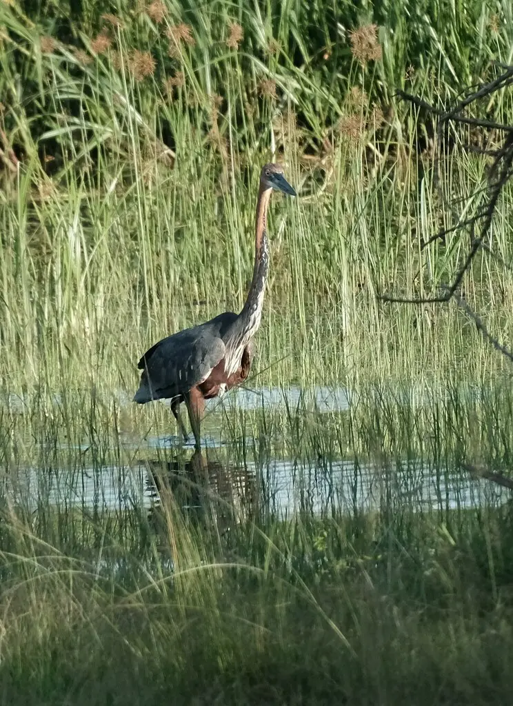 巨鹭(Ardea goliath)