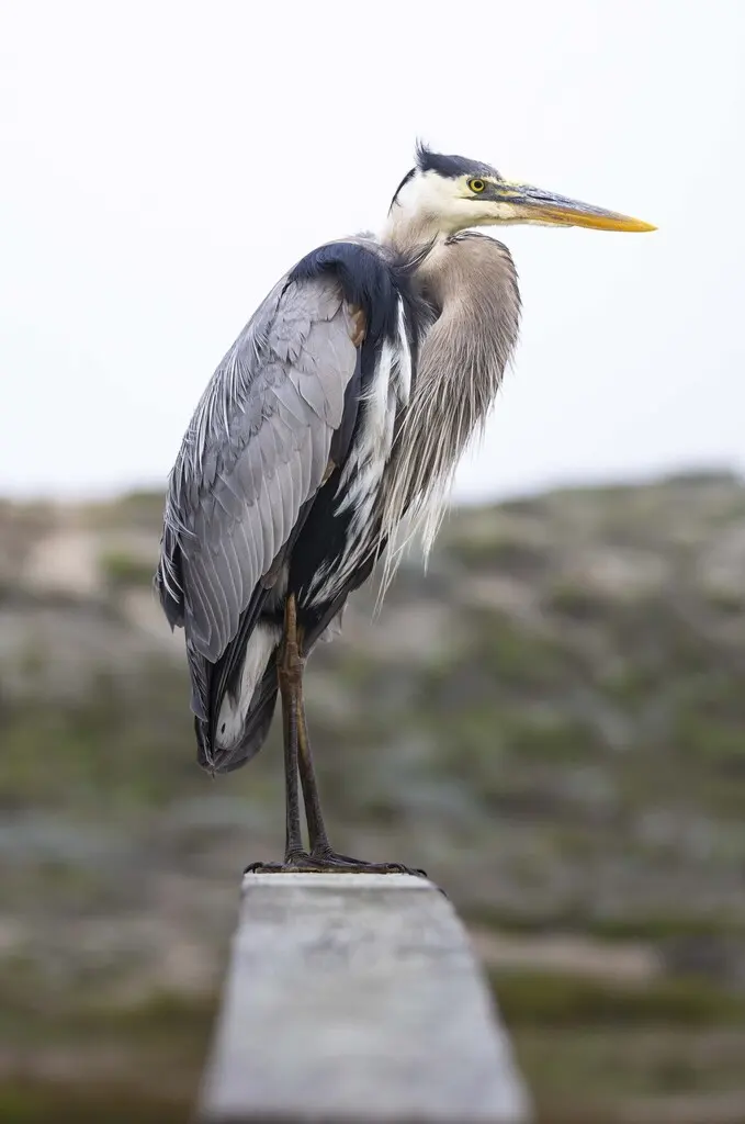 大蓝鹭(Ardea herodias)
