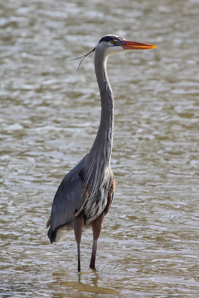 大蓝鹭(Ardea herodias)