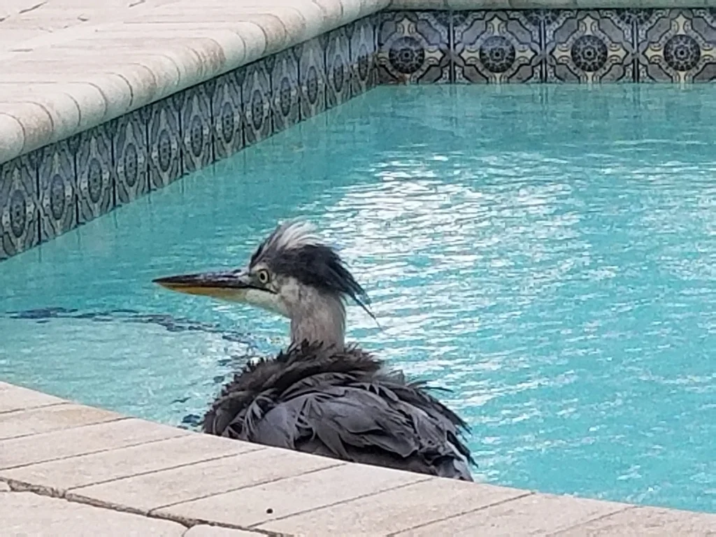 大蓝鹭(Ardea herodias)