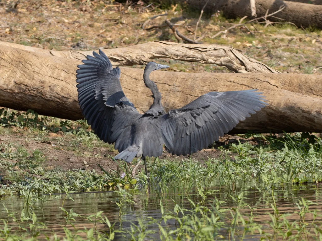 马岛鹭(Ardea humbloti)
